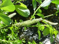 Salix myricoides. Late-stage female catkins and spring leaves.
 Image: D. Glenny © Landcare Research 2020 CC BY 4.0